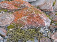 Albums/20060200-New Zealand 2006/20060208-Fox_and_FJ_Glaciers/51